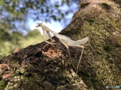 カマキリの衣替え