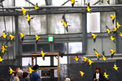 コガネメキシコインコ