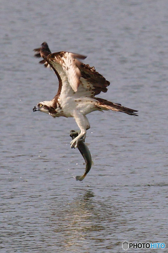 かなりでかいよ！