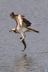 かなりでかいよ！