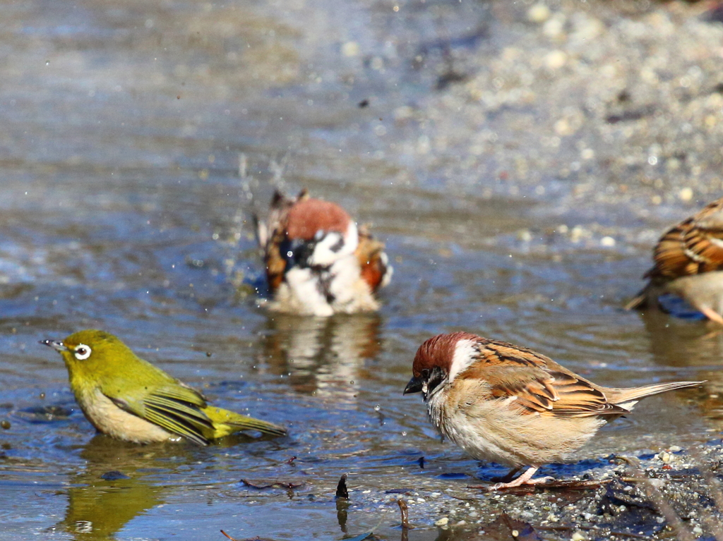 スズメジロの混浴