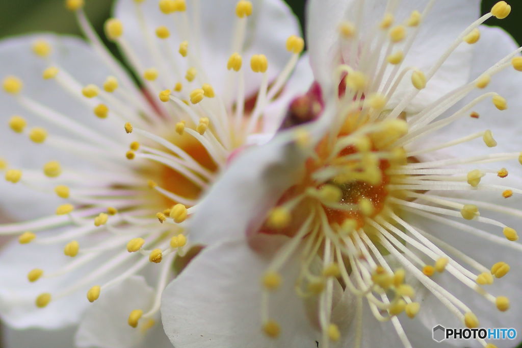 花蜜たっぷり梅の花