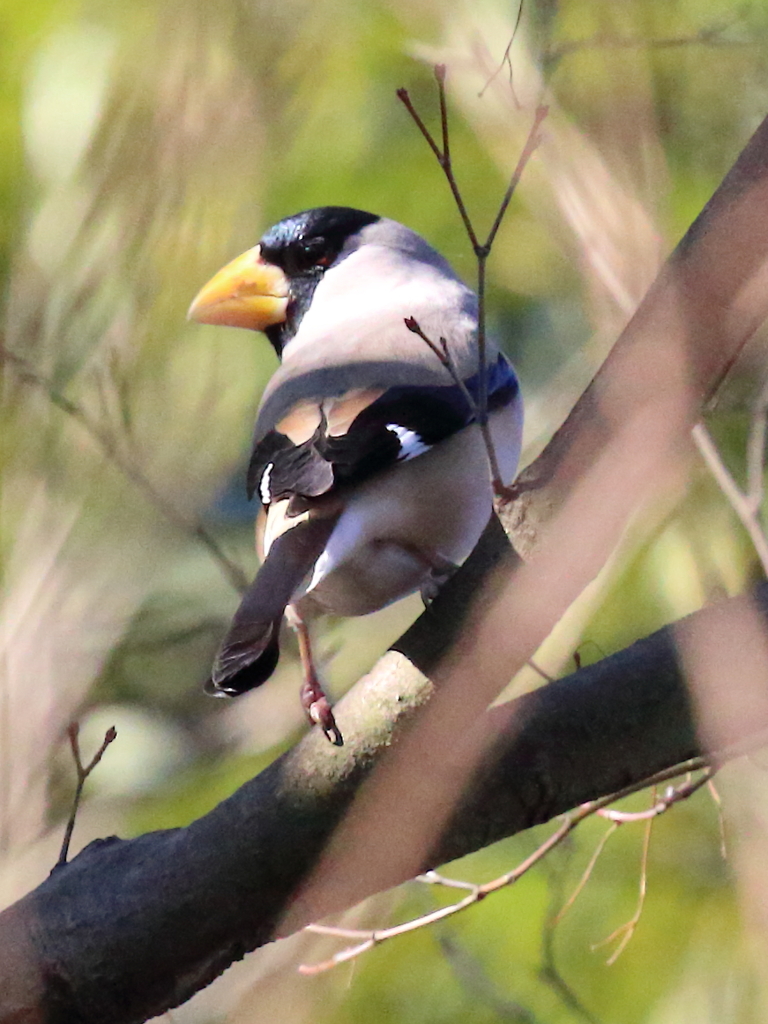 イカル枝かぶり