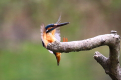 深夜番組の腹筋マシーン