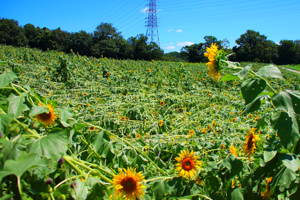 台風5号直後のひまわり畑
