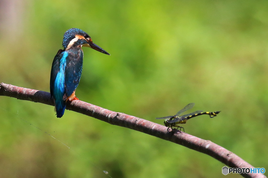 オニヤンマピンチ