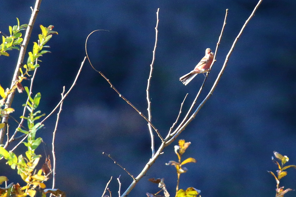 遠くのベニマシコ