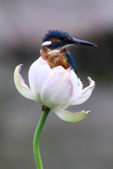 蓮から生まれたカワセミ 蓮太郎