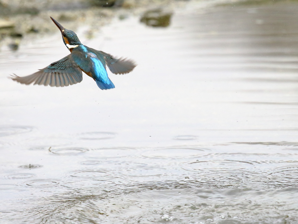 上昇（餌とれてません）