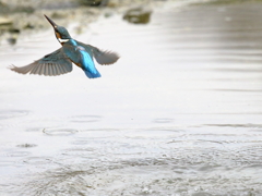 上昇（餌とれてません）