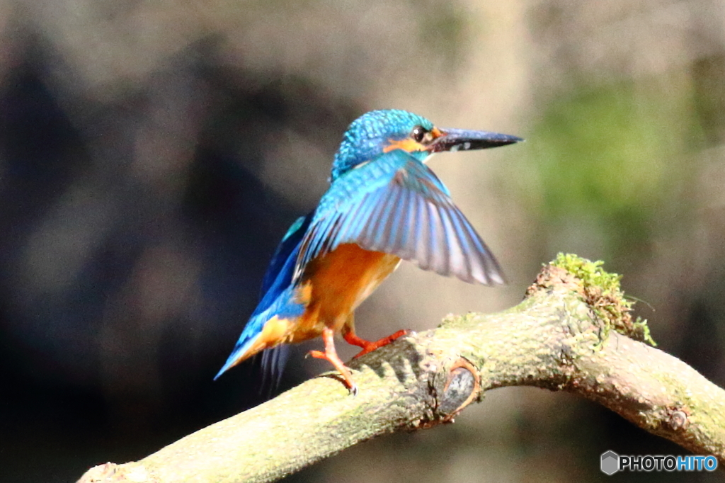 こっちへ来いよ