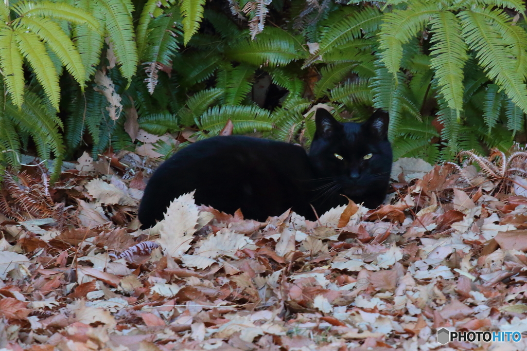 ネコは落ち葉で丸くなる