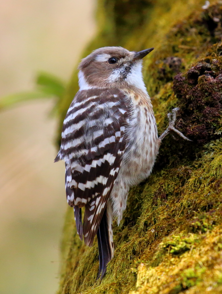 緑の絨毯とコゲラ