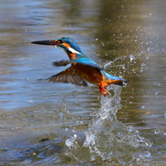 水上ジャンプ！