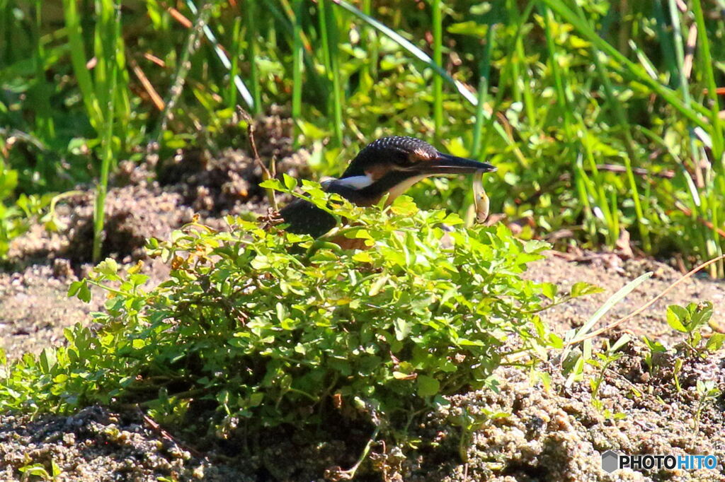 お盆カワセミ地上戦