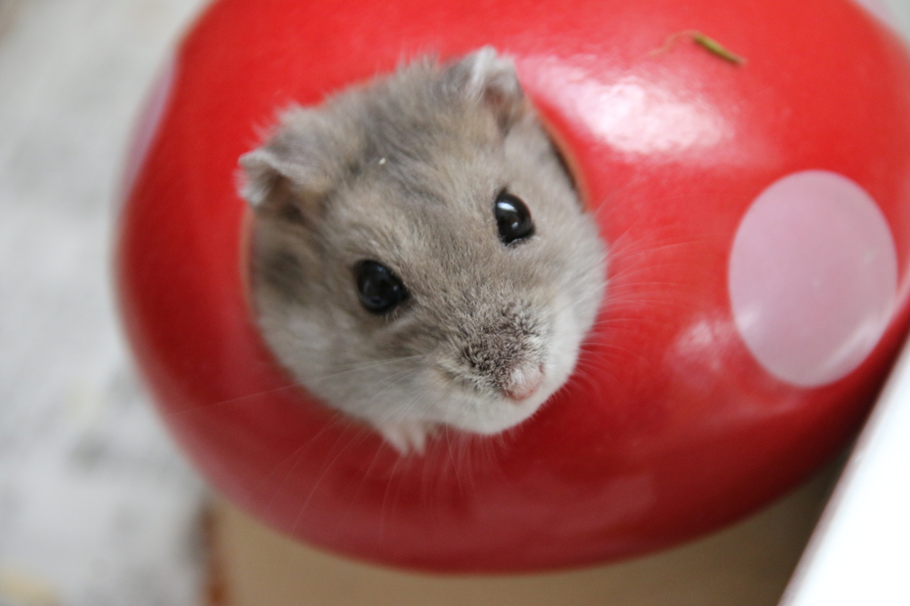 我が家の家族です