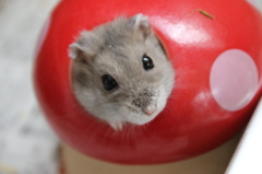 我が家の家族です