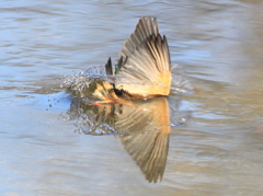 蔵出し2年前の在庫.④　蝶のように