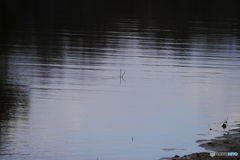 水辺に浮かぶ「K」　（カメラ女子作）
