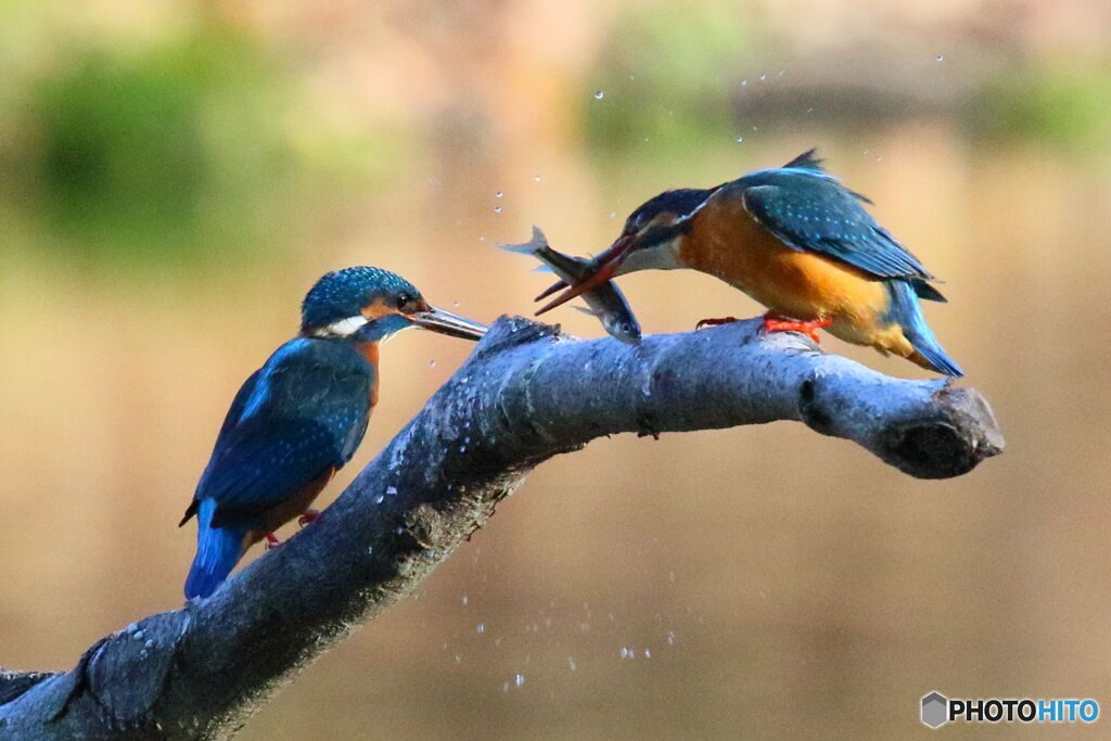 雄が捕ってこなくちゃ