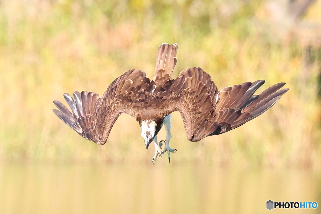 R7でダーウィン③