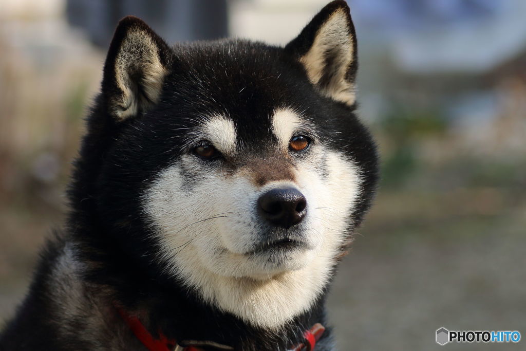 マクロレンズでコタ隊長