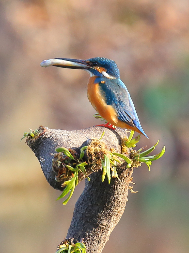 5話　最終回　行っちゃった(TдT) ｳｩ…