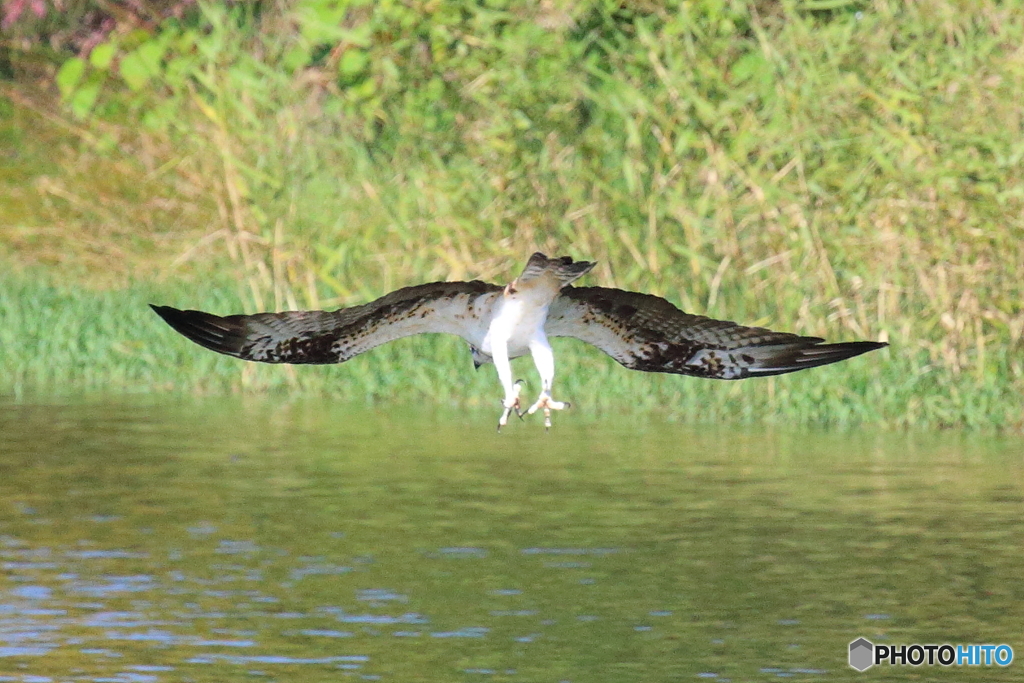 ミサドボン⑦捕まえてやる