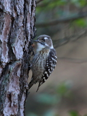 コゲラ　目指せ東京五輪フリークライミング