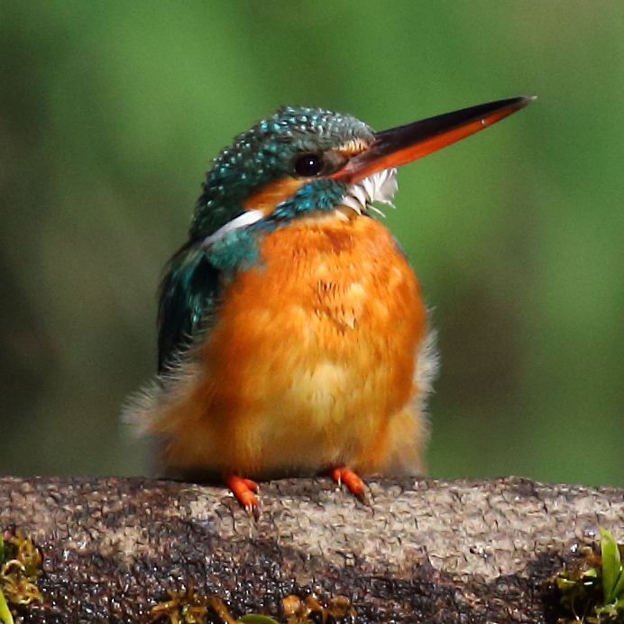今日もしっかり満腹です