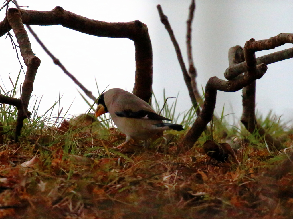 280220イカル２～哀愁～