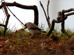 280220イカル２～哀愁～