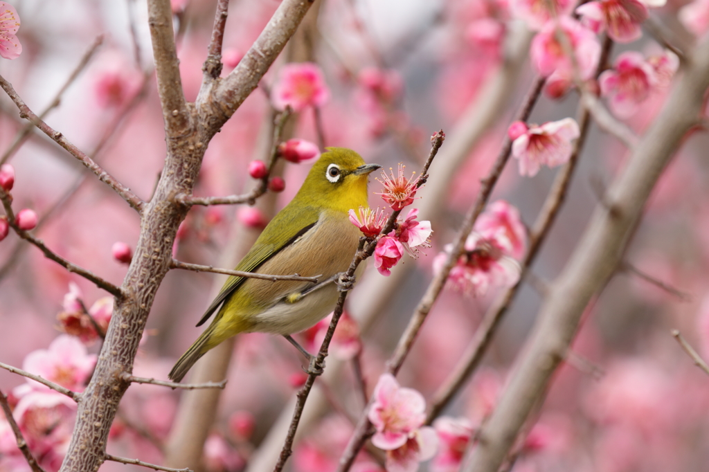 はじめてのメジロ梅3ノントリ