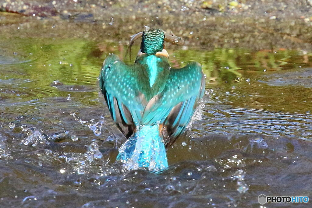 背筋ムキムキ逆三角形