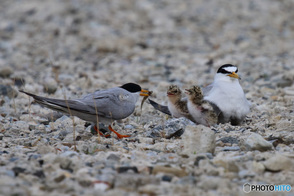どっちがもらう？