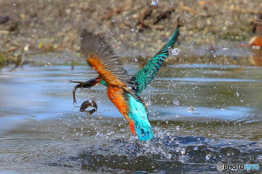 Wゲットで１匹逃す