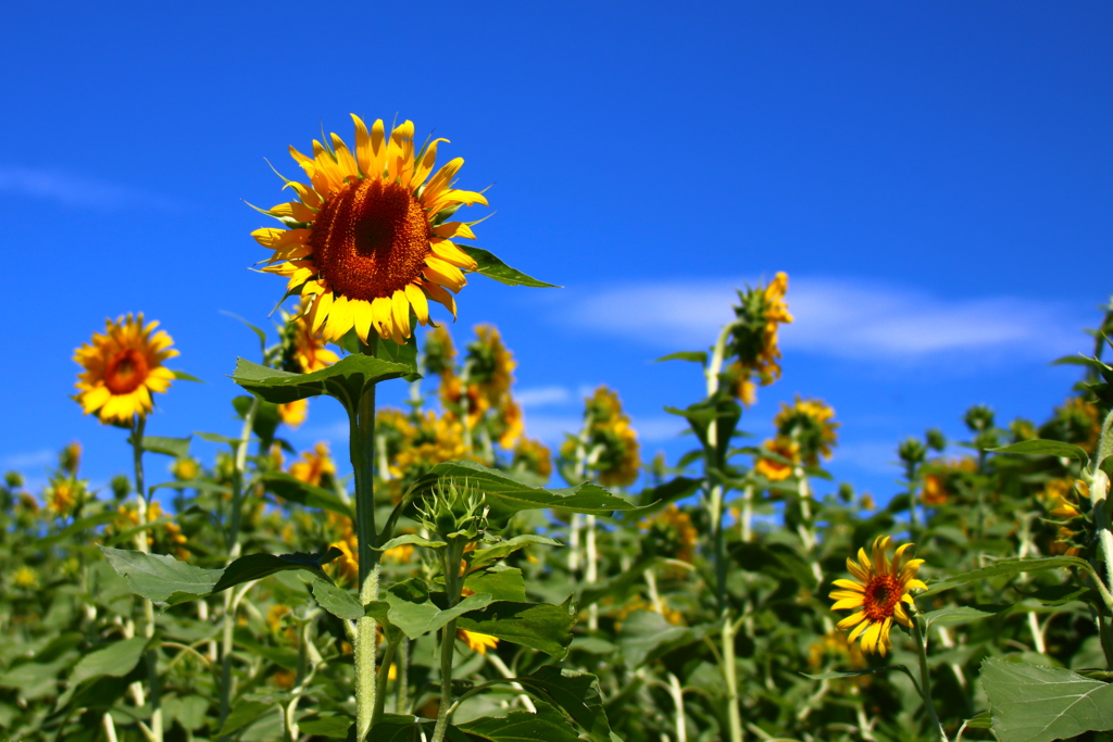 雨ニモマケズ　風ニモマケズ　サンフラワー