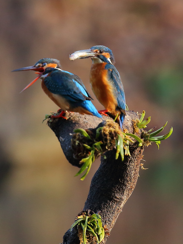 4話　満腹で食えません！