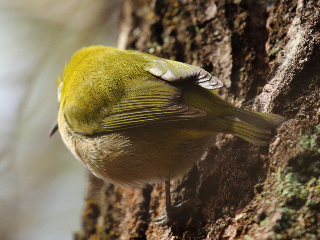 今日のメジロ280218