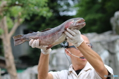 シロクマの餌