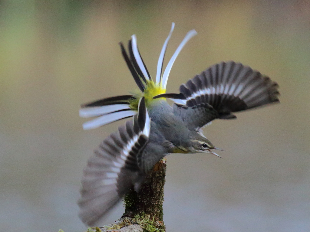 キセキレイ「開」