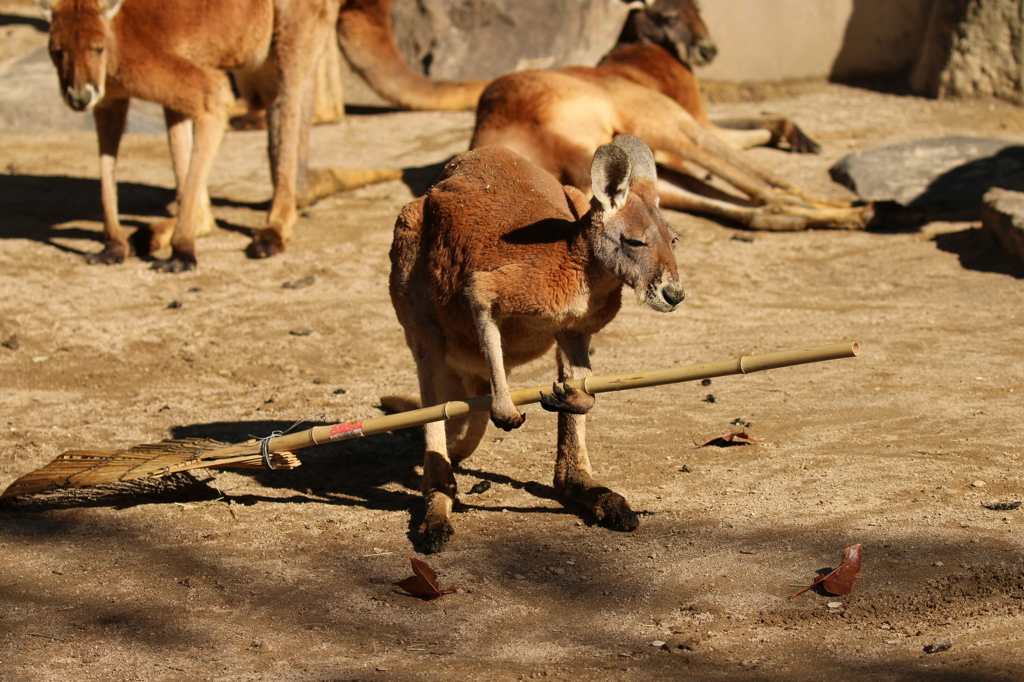 掃除大好き　カンガルー