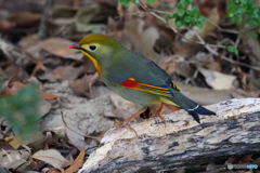 森の中のべっぴんさん