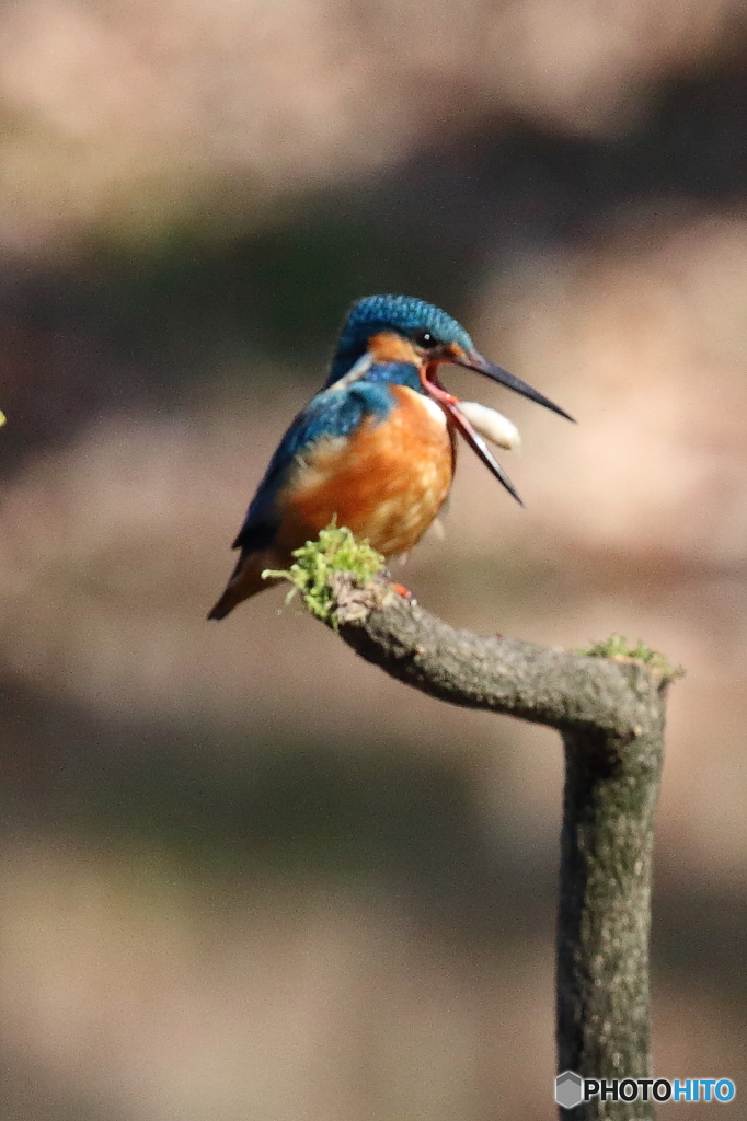 ペレット　ペっ！