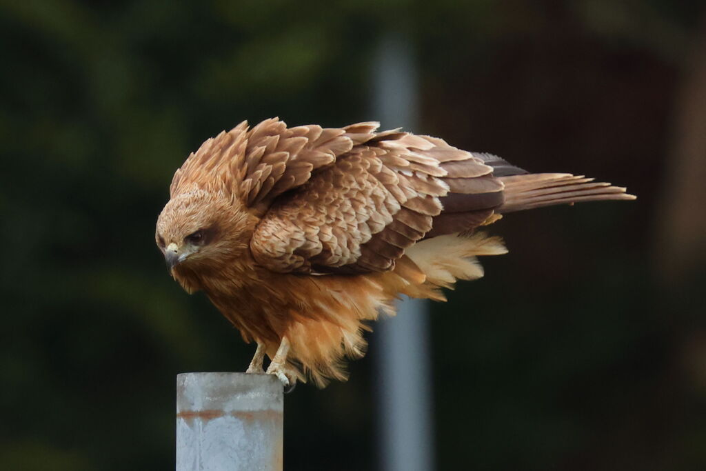 とび暴風