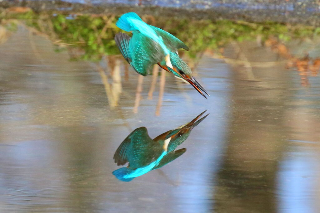 鏡面カワセミ