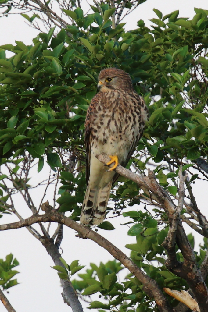 今年初チョウゲンボウ④