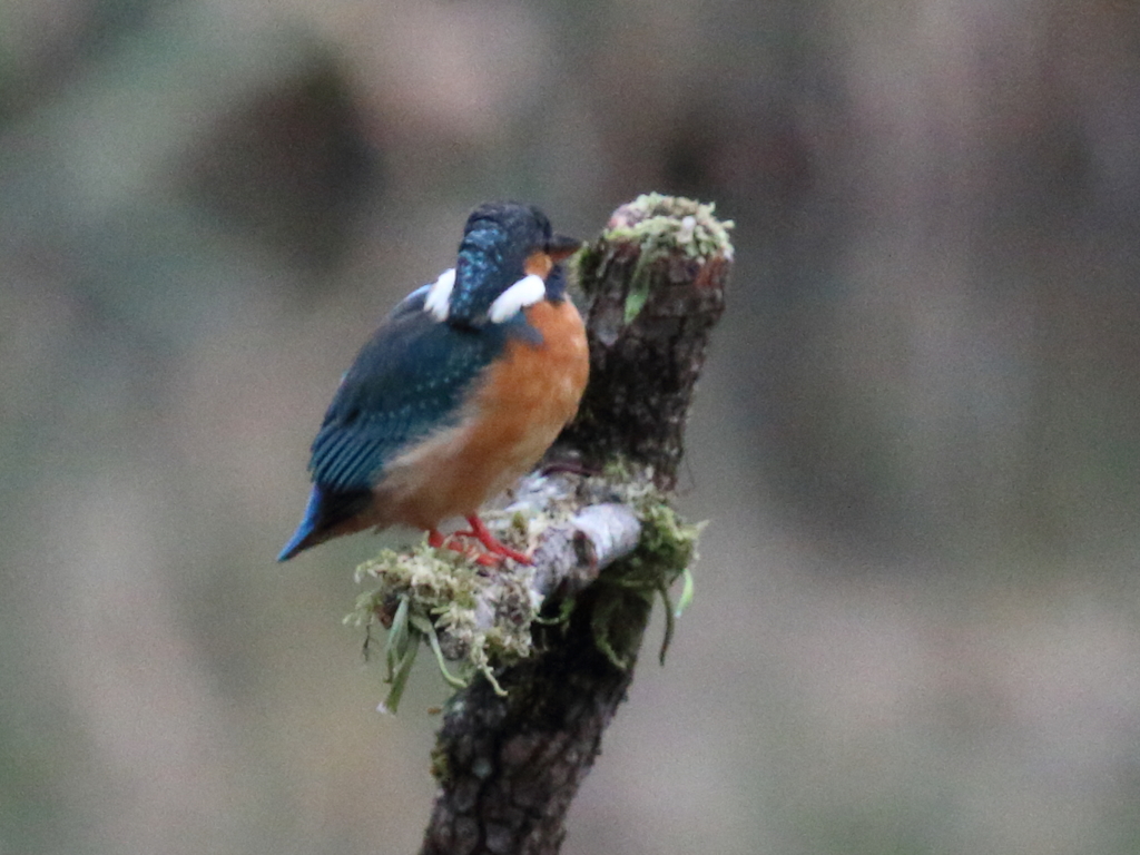 カワセミ　手持ち　傘差し撮影
