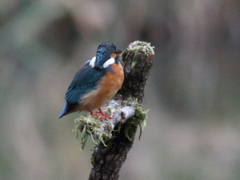 カワセミ　手持ち　傘差し撮影