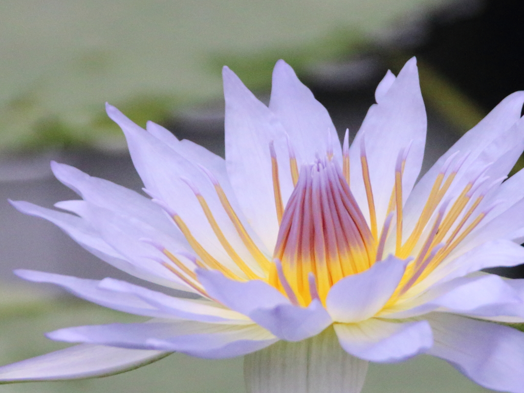 スイレン　コロラータ